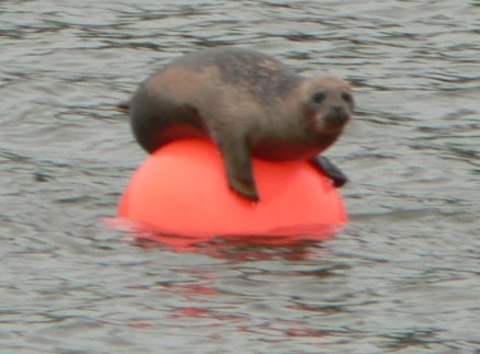 Seal On The Lynher - 20 May 06